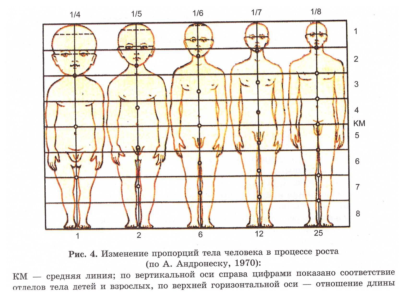 Изменения роста ребенка. Пропорции детей по возрасту схема. Схема пропорций тела человека по возрастам. Таблица пропорций человека в разном возрасте. Схема пропорций тела ребенка.