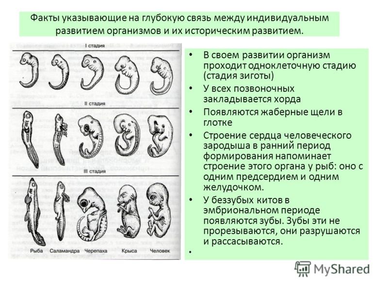 Сравните особенности размножения и развития позвоночных животных. Этапы развития зародышей человека и позвоночных. Этапы эмбрионального развития позвоночных животных. Эмбриология стадии развития эмбриона. Эмбриональное развитие зародышей позвоночных.