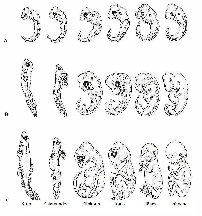 Эволюция эмбриона Геккель