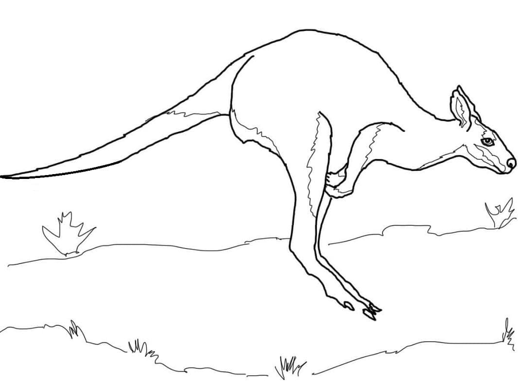 Млекопитающие кенгуру раскраска