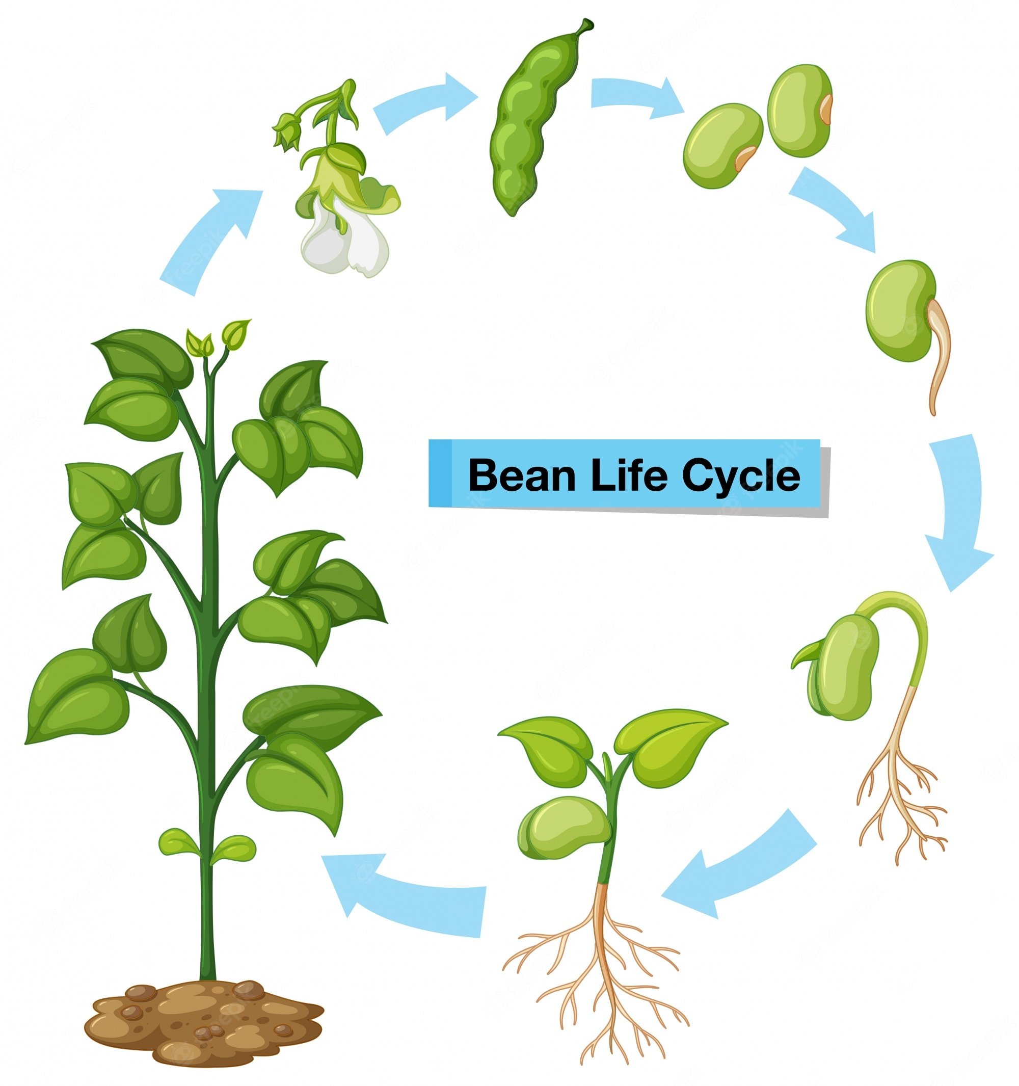 Жизненный цикл растений для детей