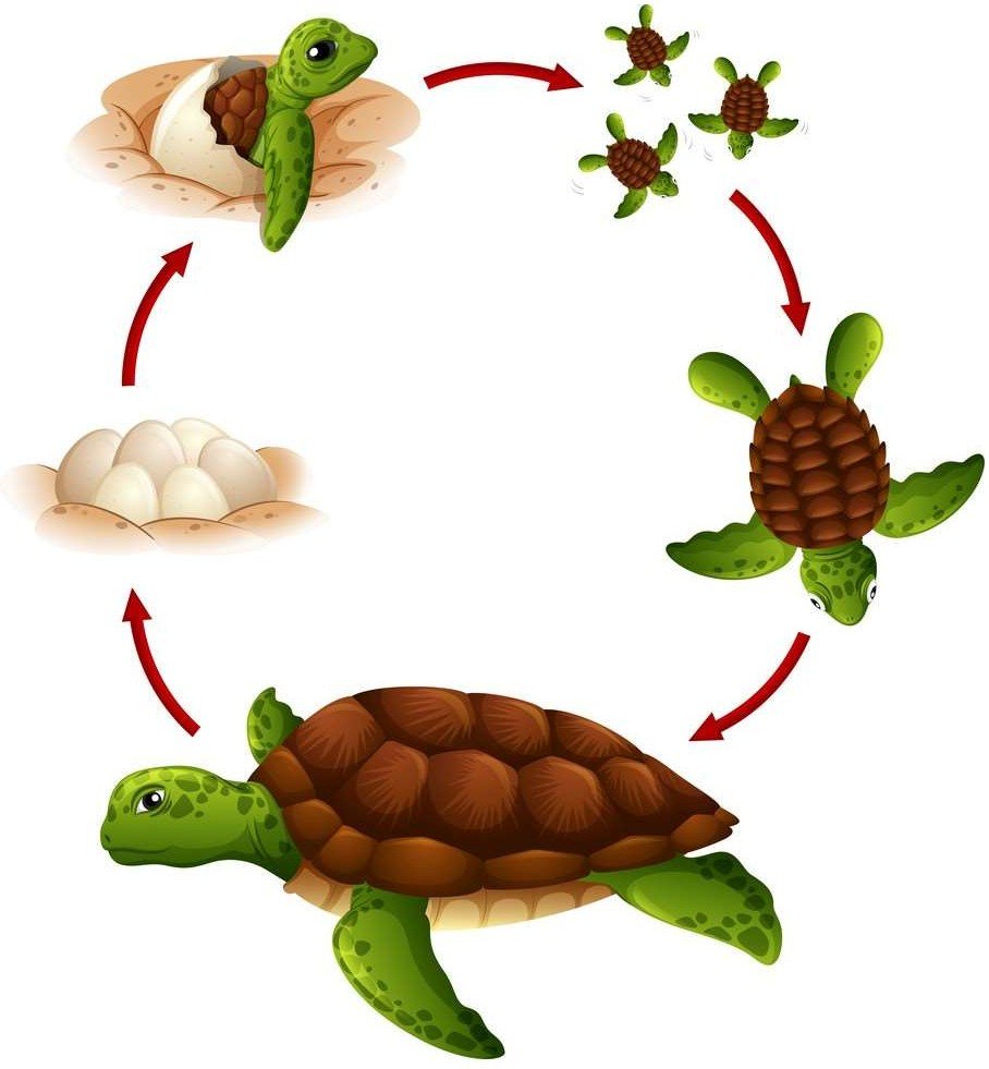Стадии развития черепахи