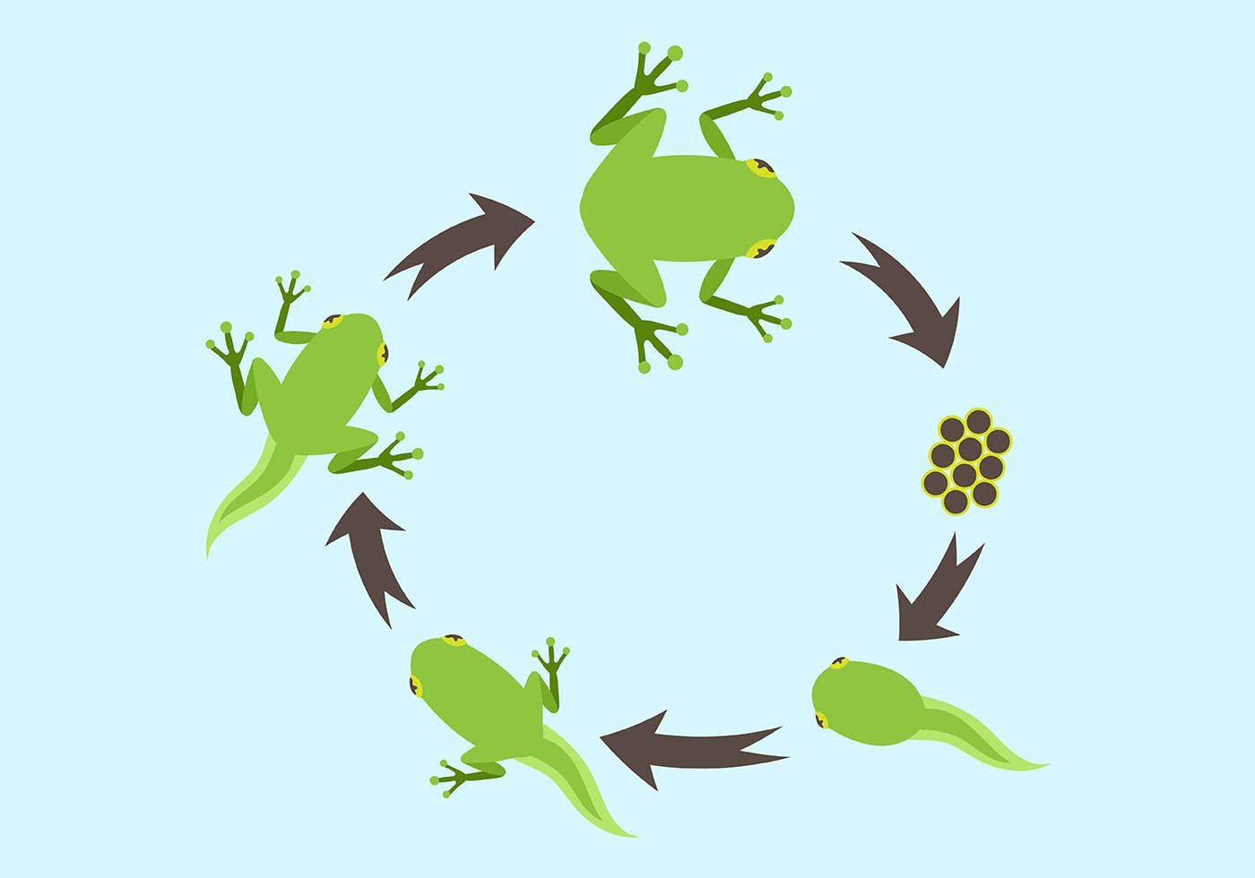 Жизненный цикл лягушки рисунок