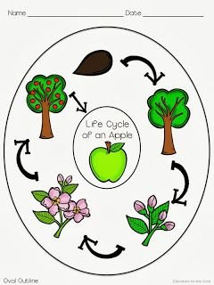 Apple Lifecycle