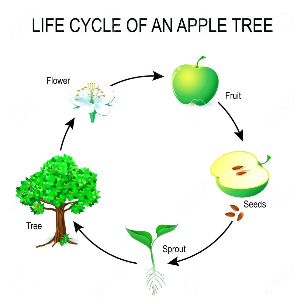 Цикл развития жизни. Цикл развития яблони. Жизненный цикл яблони схема. Жизненный цикл яблока. Цикл развития яблока.