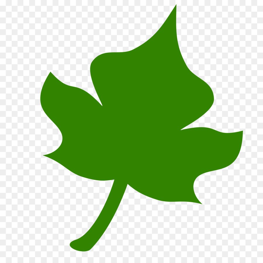 Зеленый лист дерева