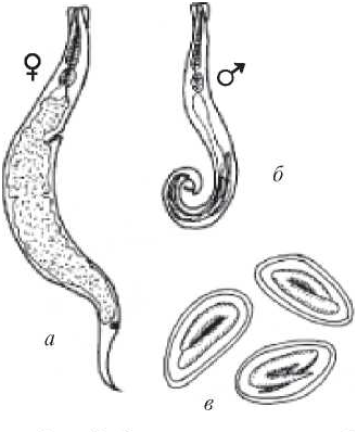 Enterobius vermicularis строение