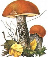 Гриб подберезовик на белом фоне