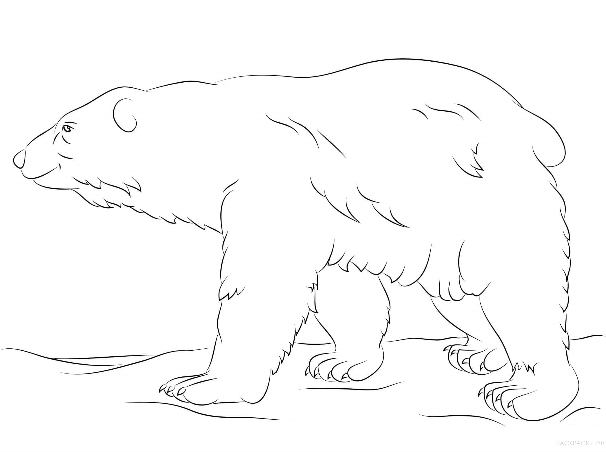 Полярный медведь раскраска