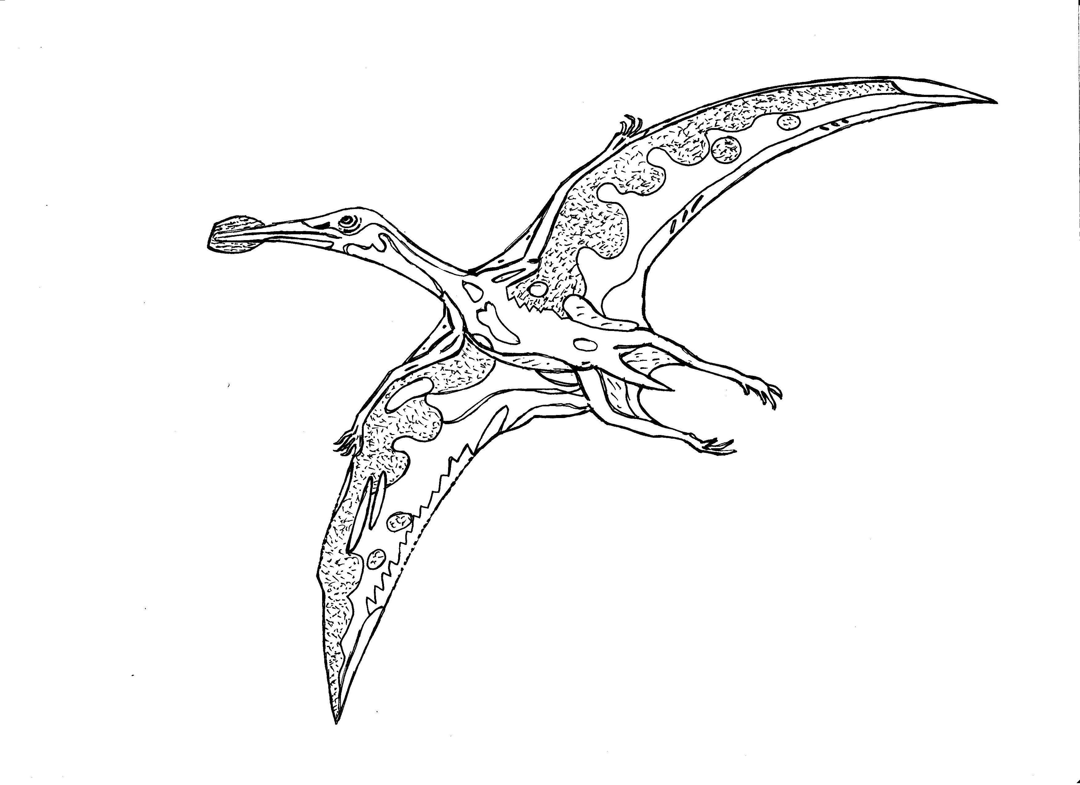 Птерозавр сбоку чертеж