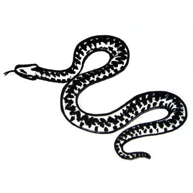 Гадюка обыкновенная рисунок