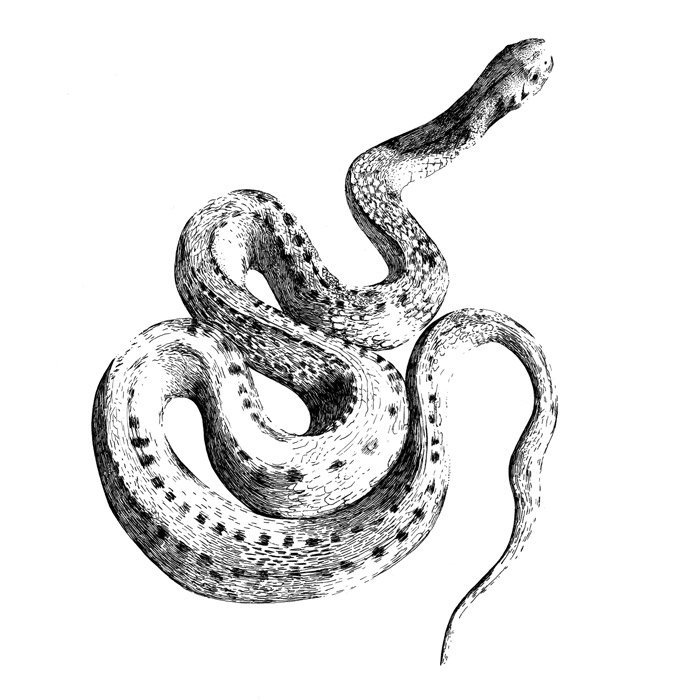 На каком рисунке гадюка. Обыкновенная гадюка медянка. Змея Эфа ядовитая. Медянка змея нарисовать. Раскраска змеи.