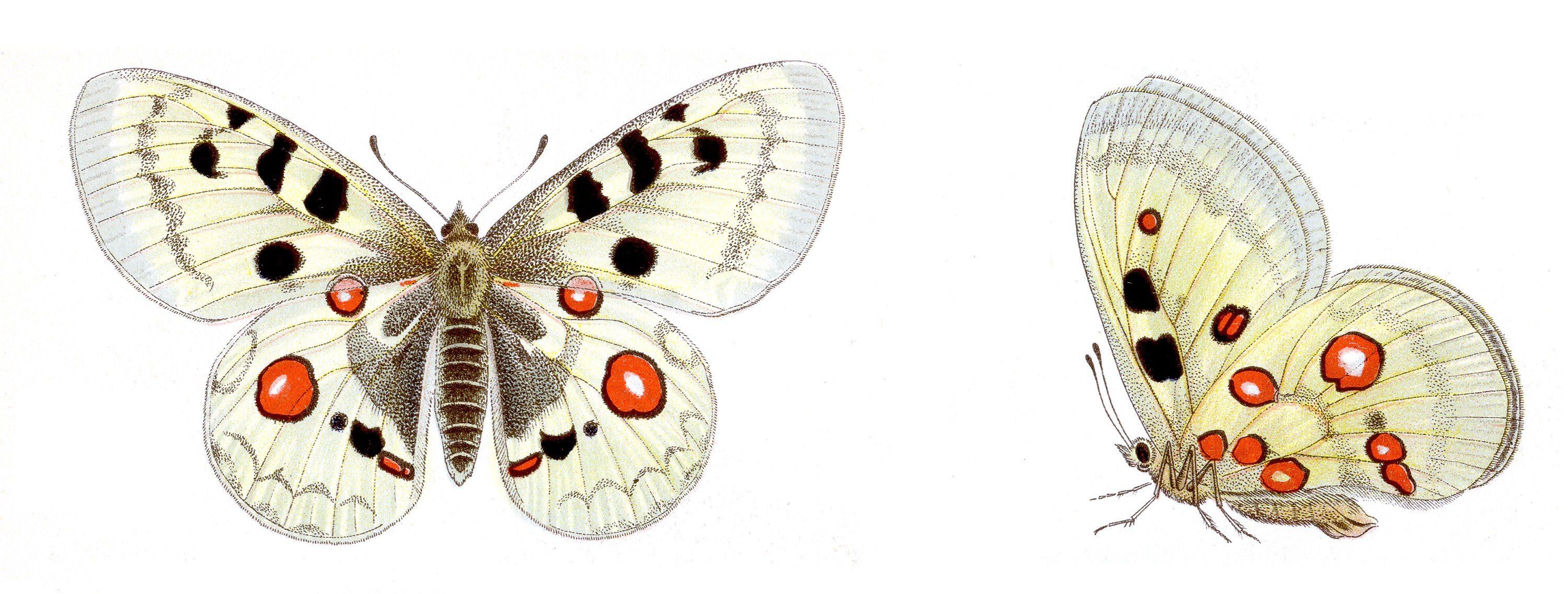 Белая бабочка Аполлон