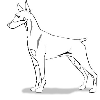 Доберман пинчер рисунок