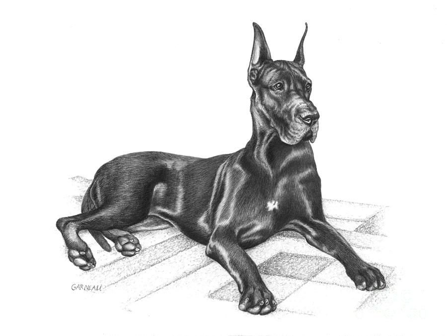 Как рисовать дог дея. Немецкий дог нарисовать. Доберман рисунок. Раскраска собака Доберман. Нарисовать дога.