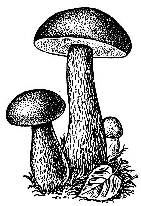 Подберезовики цифра 3. Подберезовик гриб рисунок для детей. Подберезовик гриб рисунок карандашом. Рисунки грибов подберезовик. Раскраска гриб подберезовик.