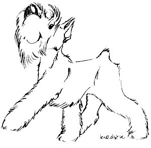 Раскраска собачка Цвергшнауцер