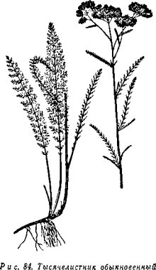 Тысячелистник обыкновенный чб