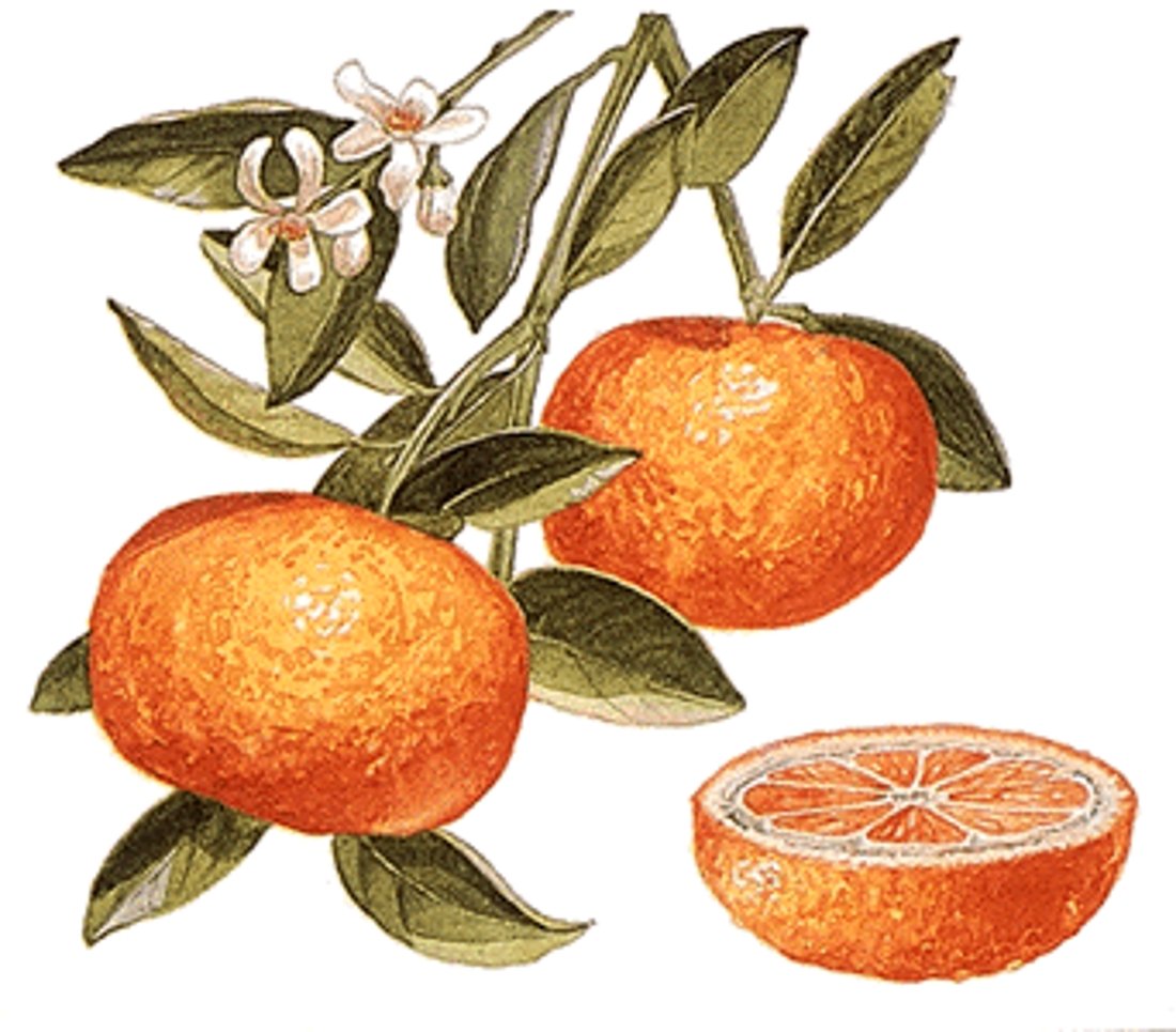 Мандарин графика. Мандарин рисунок. Апельсин рисунок. Апельсин на ветке. Мандарин ботаника.