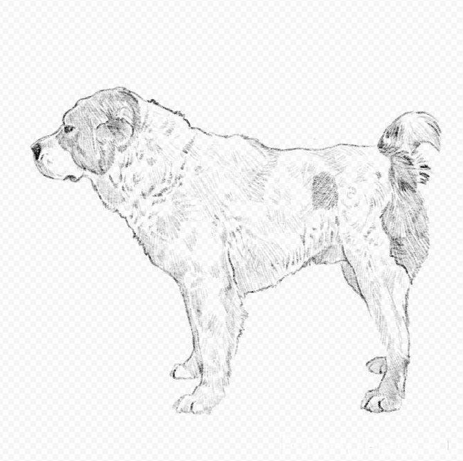 Рисунок алабая для детей