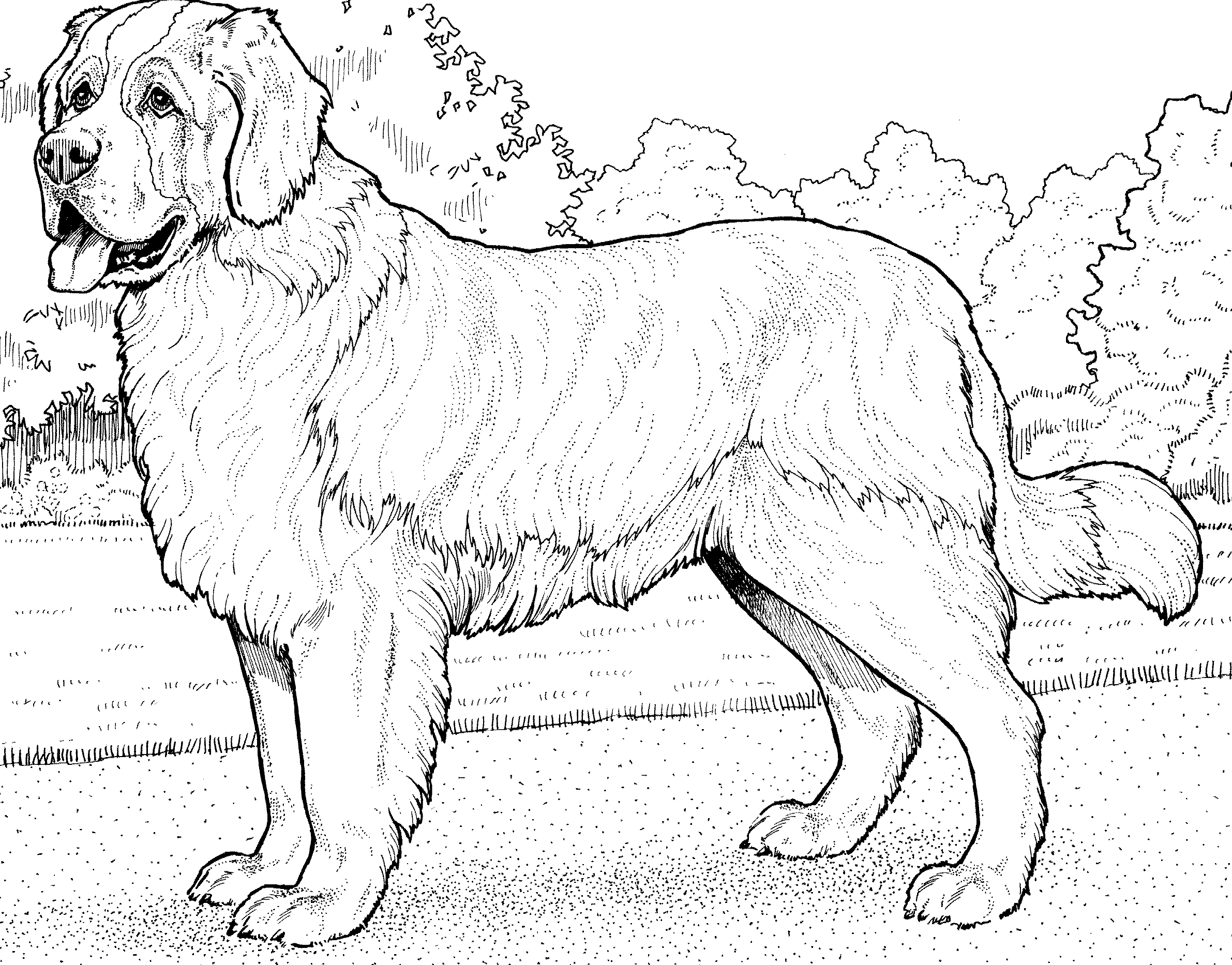 Раскраски собак породистых
