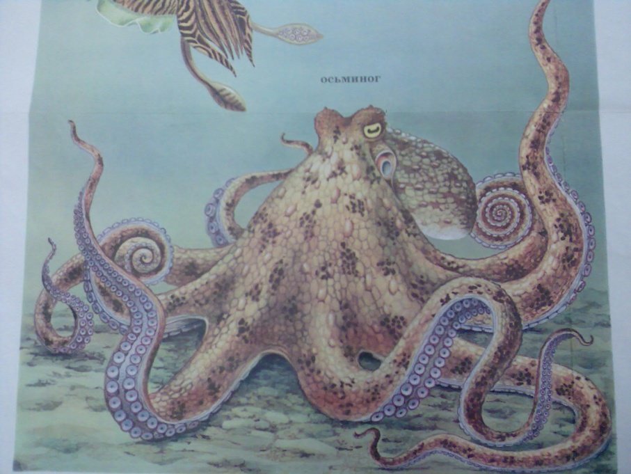 Головоногий рисунок. Строение осьминога. Головоногие моллюски симметрия. Строение кальмара и осьминога. Головоногие рисунок.