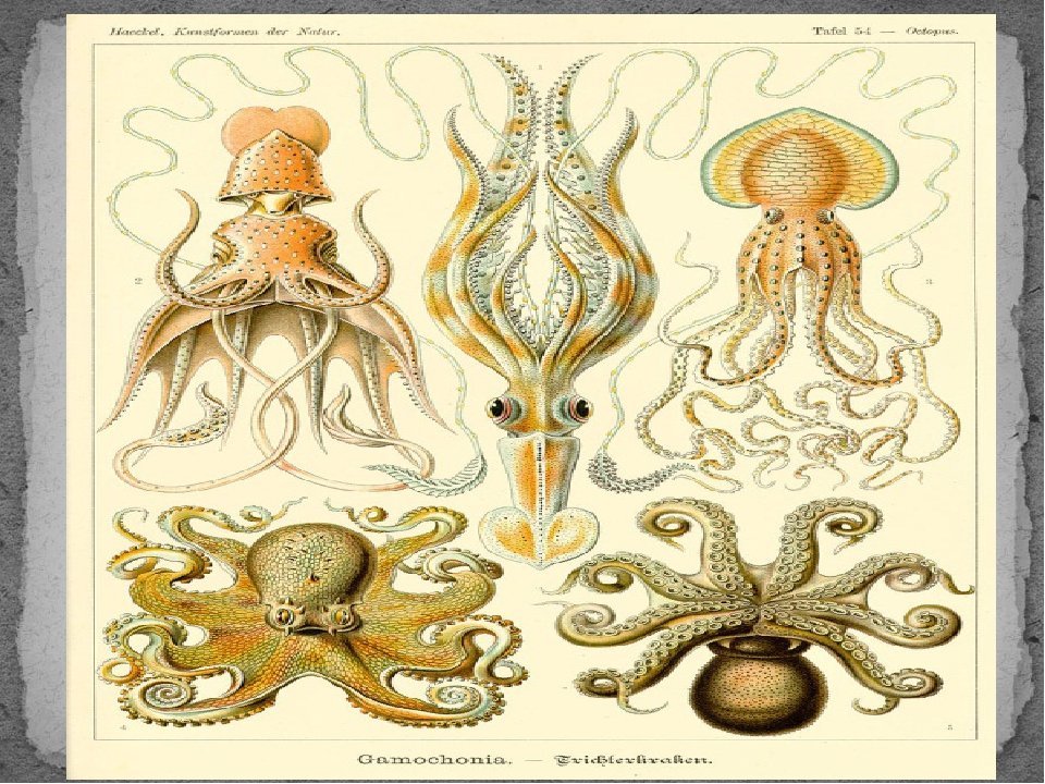 Тип симметрии осьминога. Головоногие моллюски моллюски. Головоногие Геккель. Эрнст Геккель осьминог. Царство головоногих моллюсков.