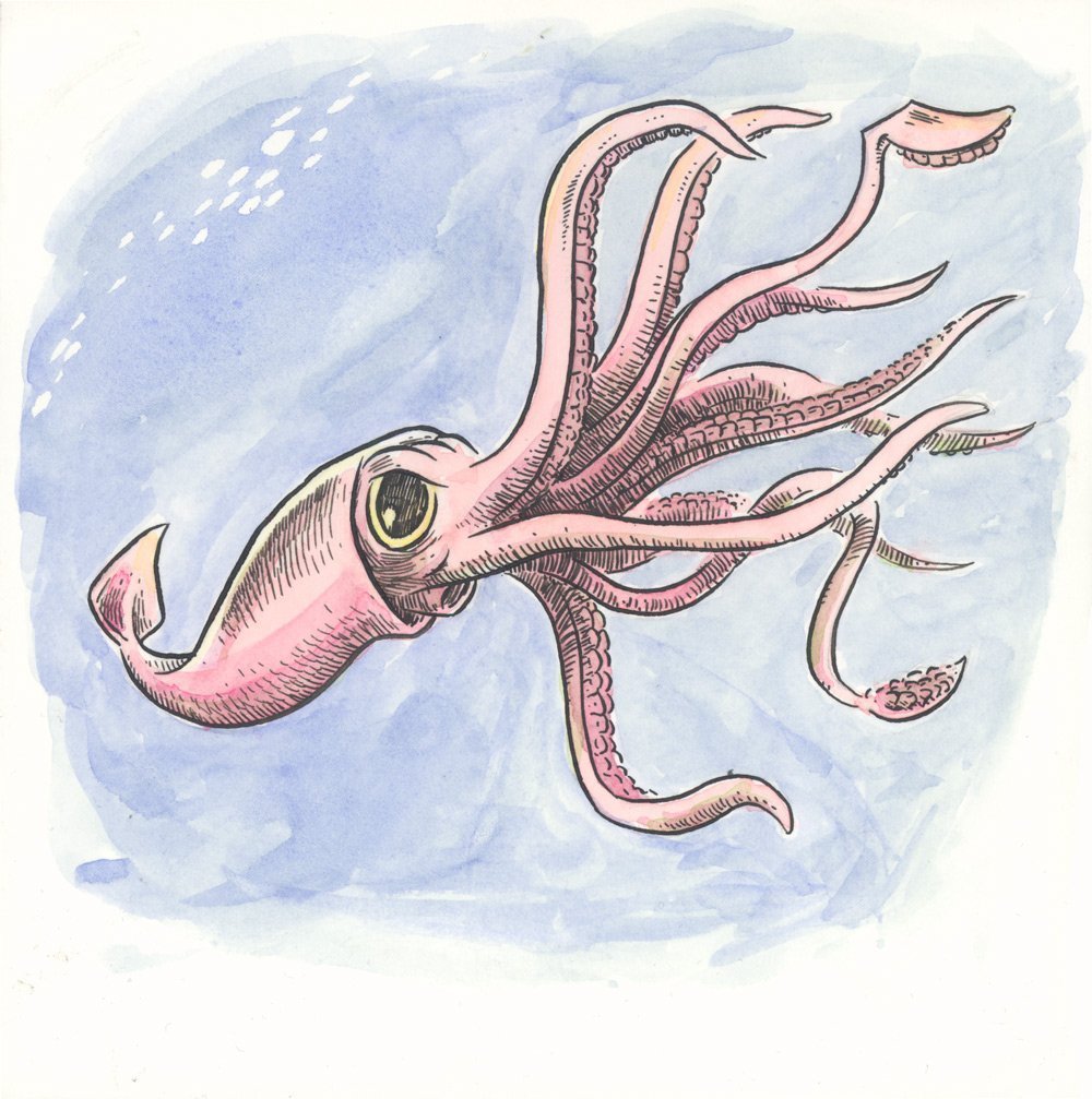 Головоногие моллюски чернила. Головоногие моллюски гигантский кальмар. Кальмар осьминог каракатица. Головоногий моллюск Кракен. Головоногие кальмары.
