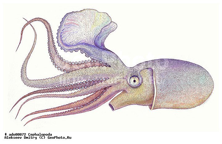 Головоногий рисунок. Головоногие моллюски кальмар. Кальмар осьминог каракатица. Реактивное движение головоногих. Головоногие моллюски строение кальмар.