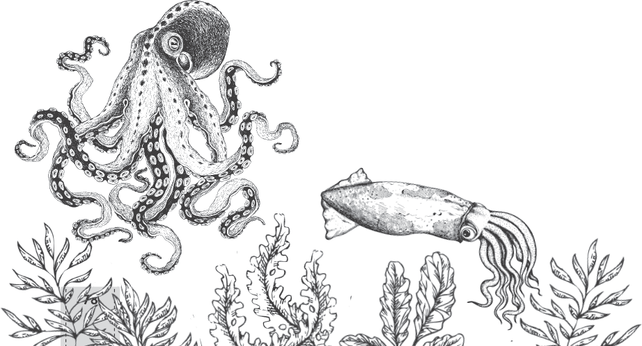 Головоногий рисунок. Головоногие моллюски раскраска. Кальмары и Осьминоги моря раскраска. Каракатица раскраска. Морской кальмар раскраска.