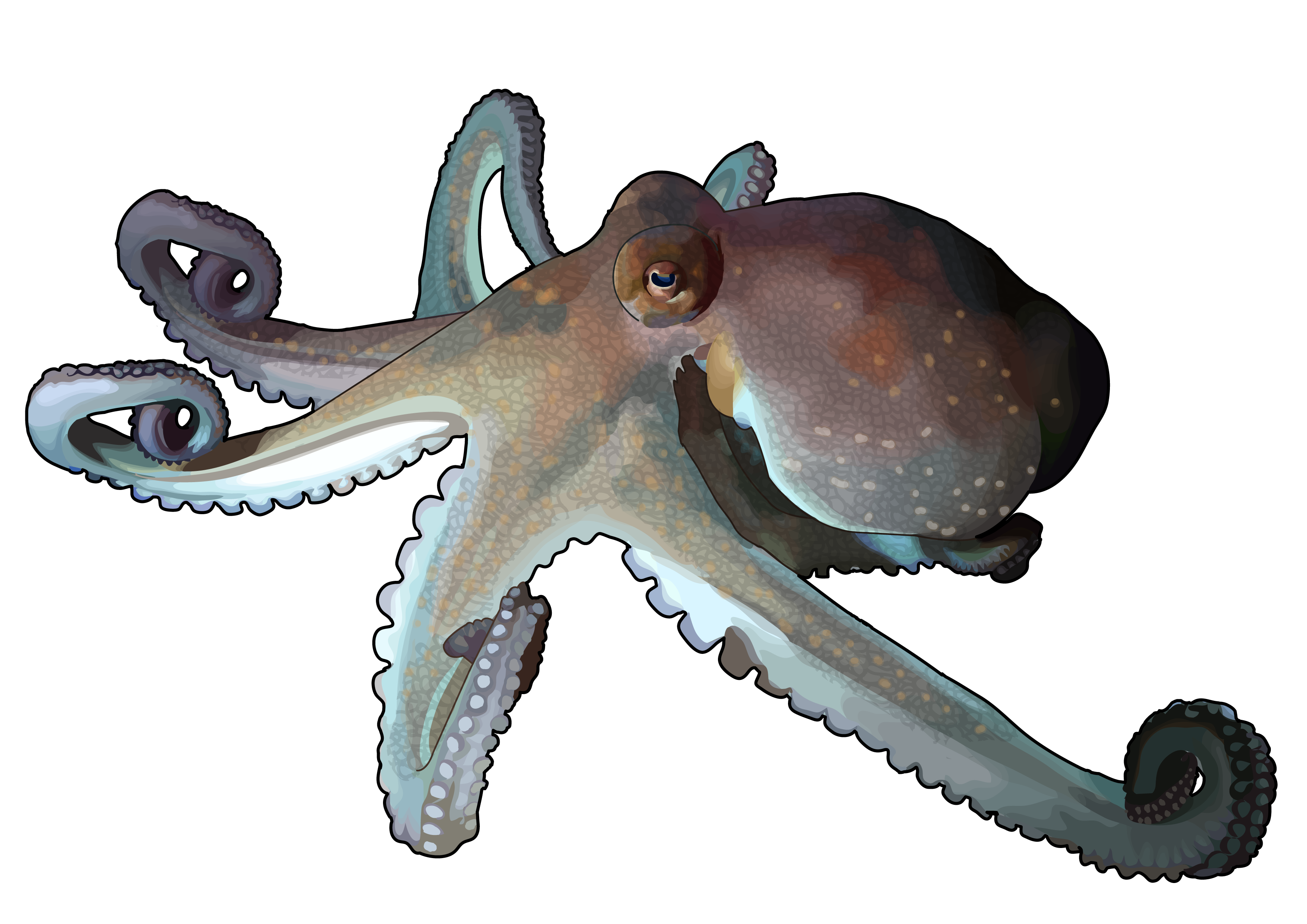 Головоногий рисунок. Головоногие моллюски осьминог. Головоногий моллюск Octopus. Головоногие моллюски на белом фоне. Осьминог на белом фоне.