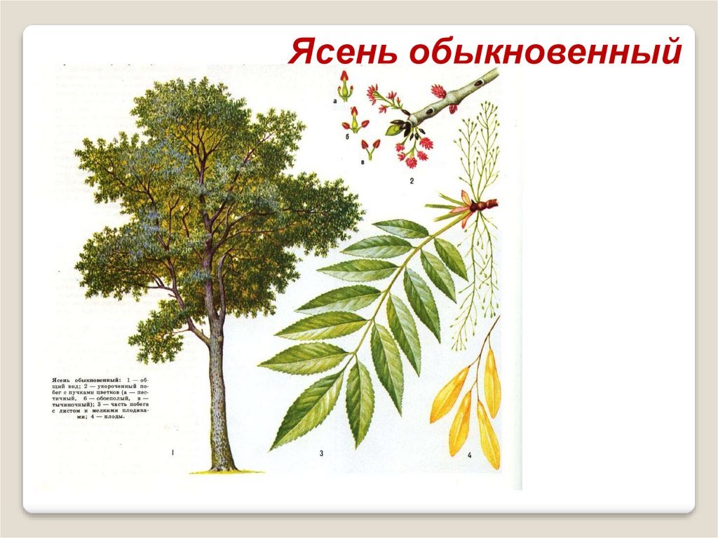 Дерево на татарском