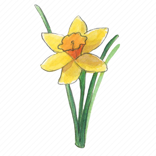 Киса нарцисса. Уэльс – Нарцисс (Daffodil). Желтый Нарцисс символ Уэльса. Нарцисс цветок одиночный. Символ Уэльса Нарцисс рисунок.
