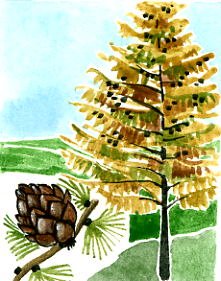 Хвойные деревья карточки