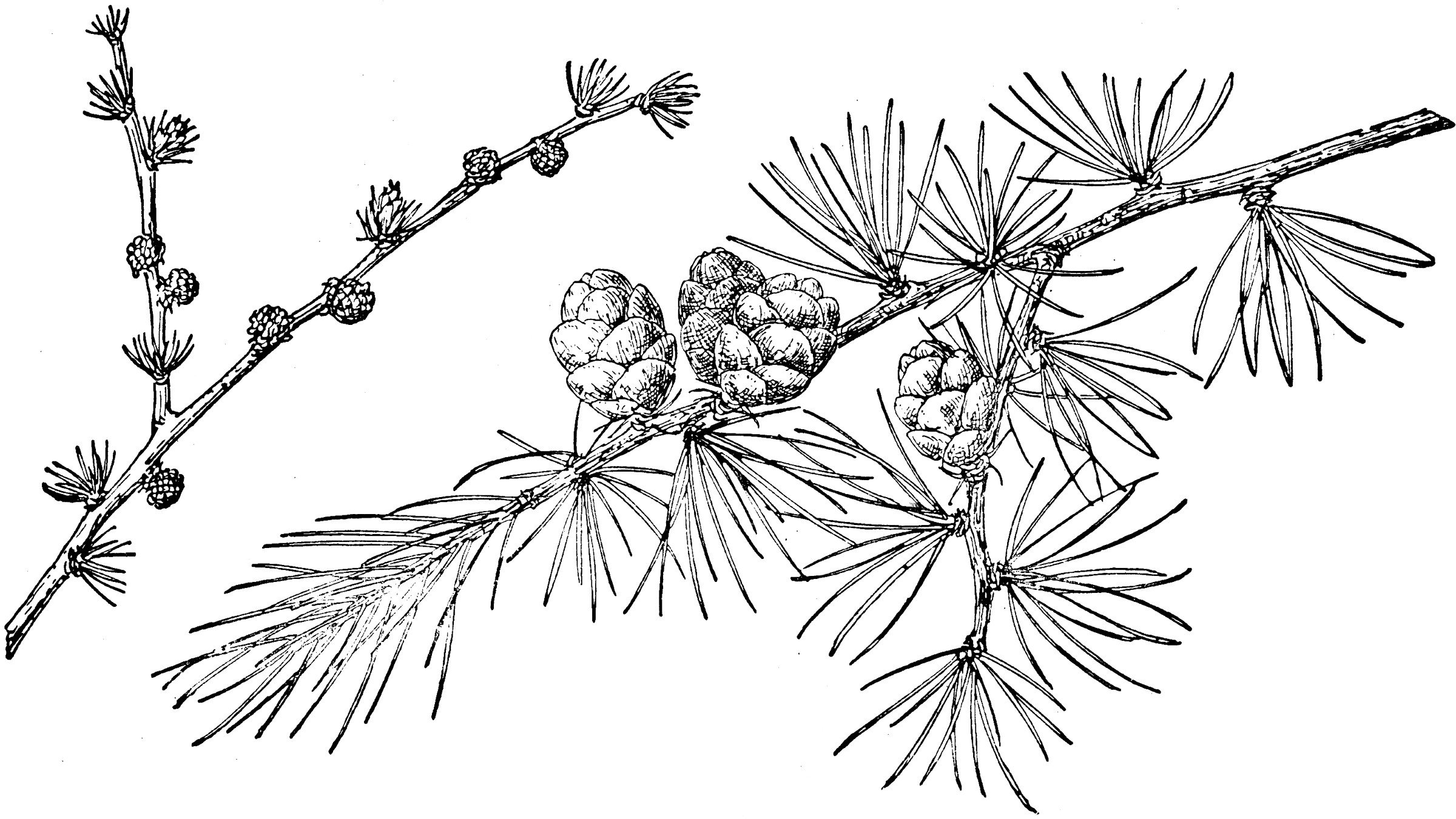 Лиственница Сибирская Ботанический рисунок