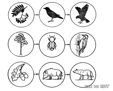 Пищевая цепь раскраска