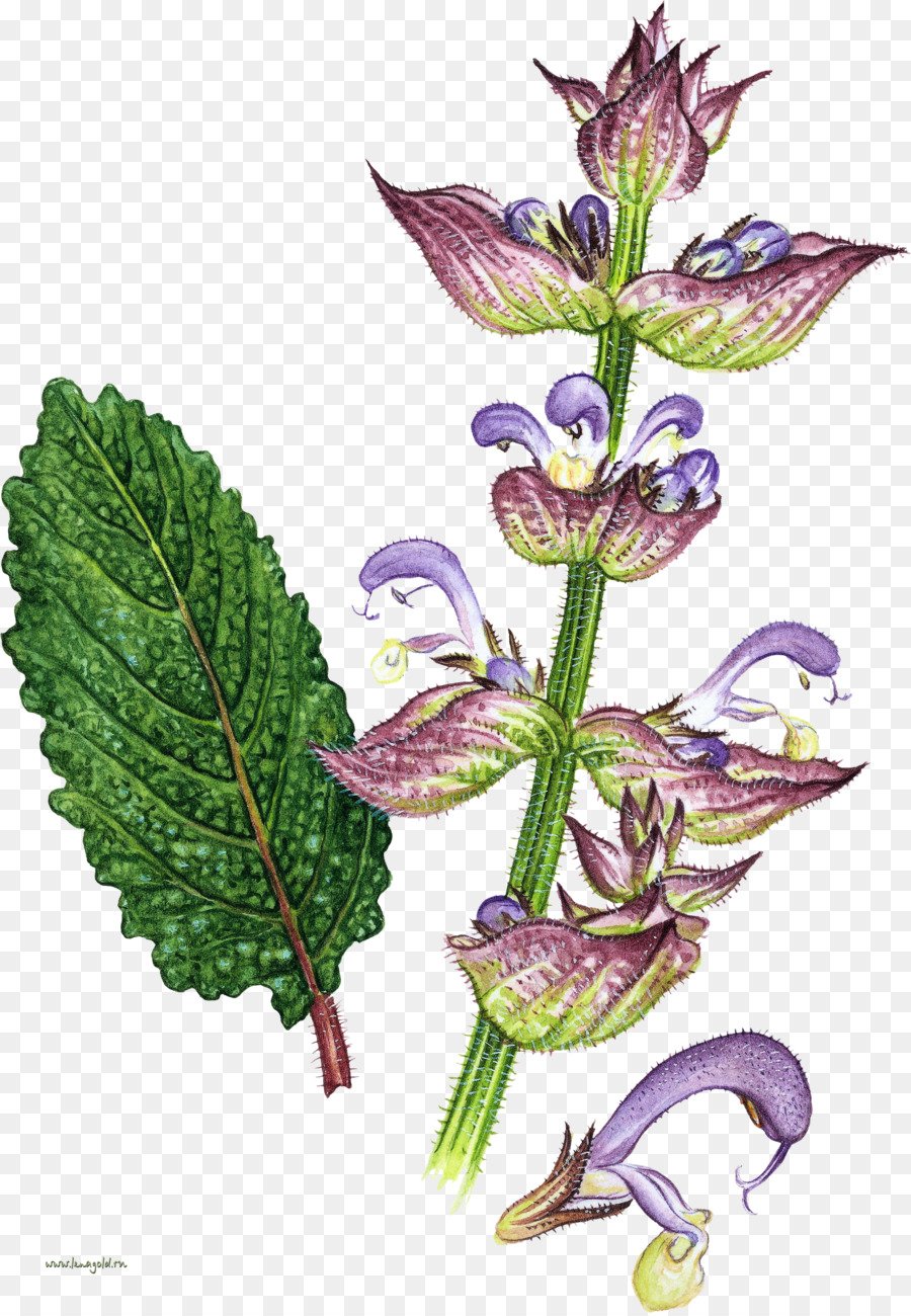 Шалфей мускатный Ботаническая иллюстрация