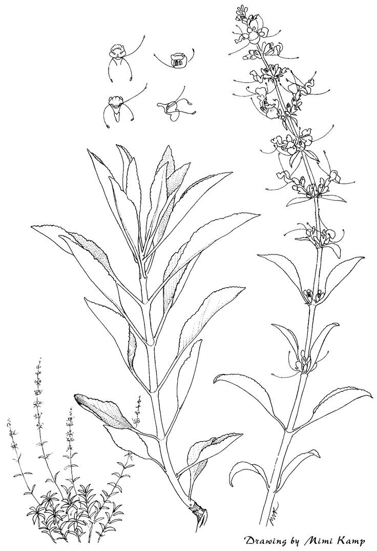 Salvia officinalis рисунок
