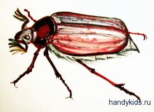 Майский хрущ рисунок