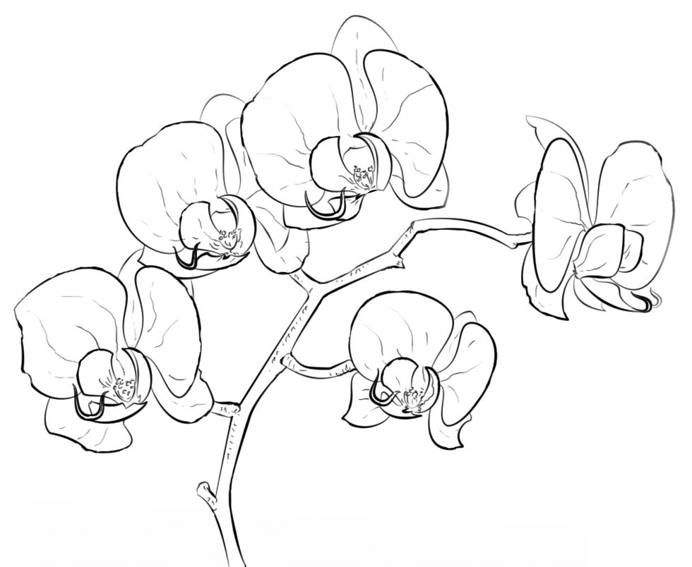 Орхидея карандашом для срисовки