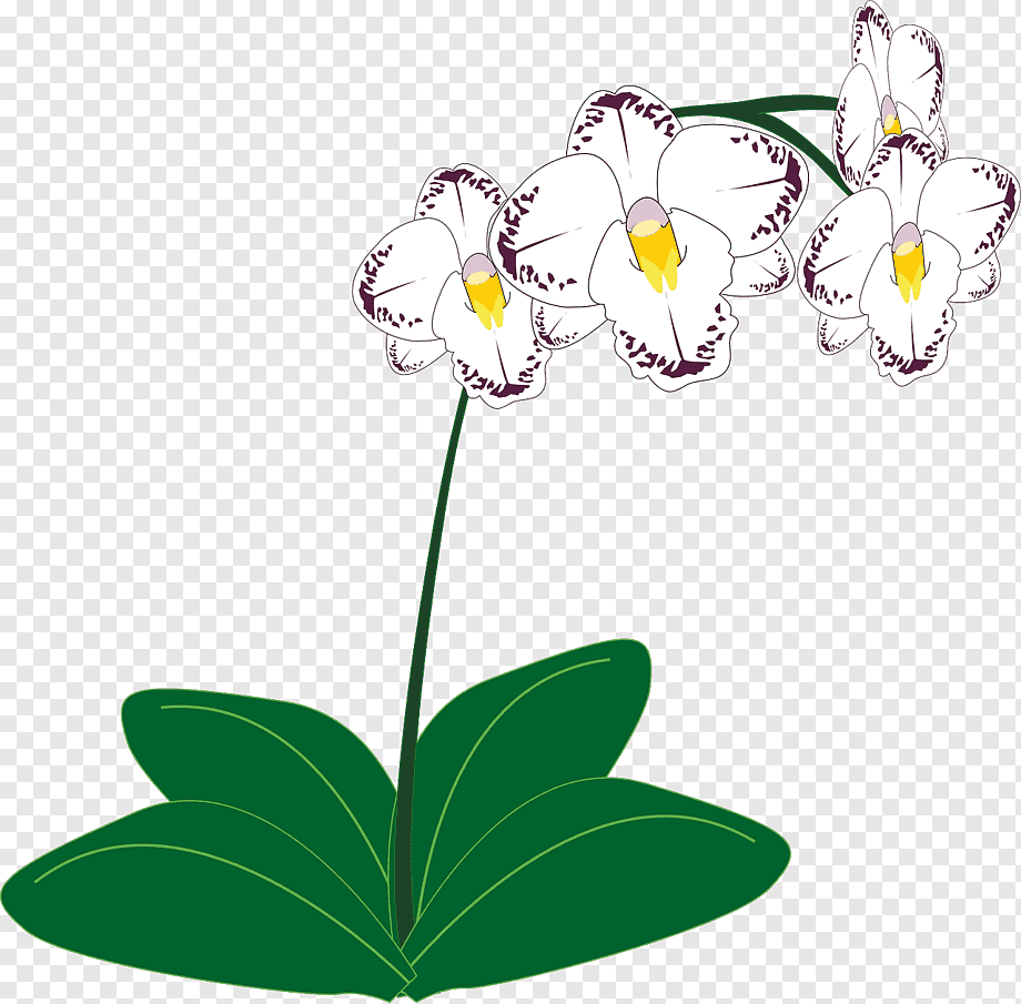 Дети орхидеи