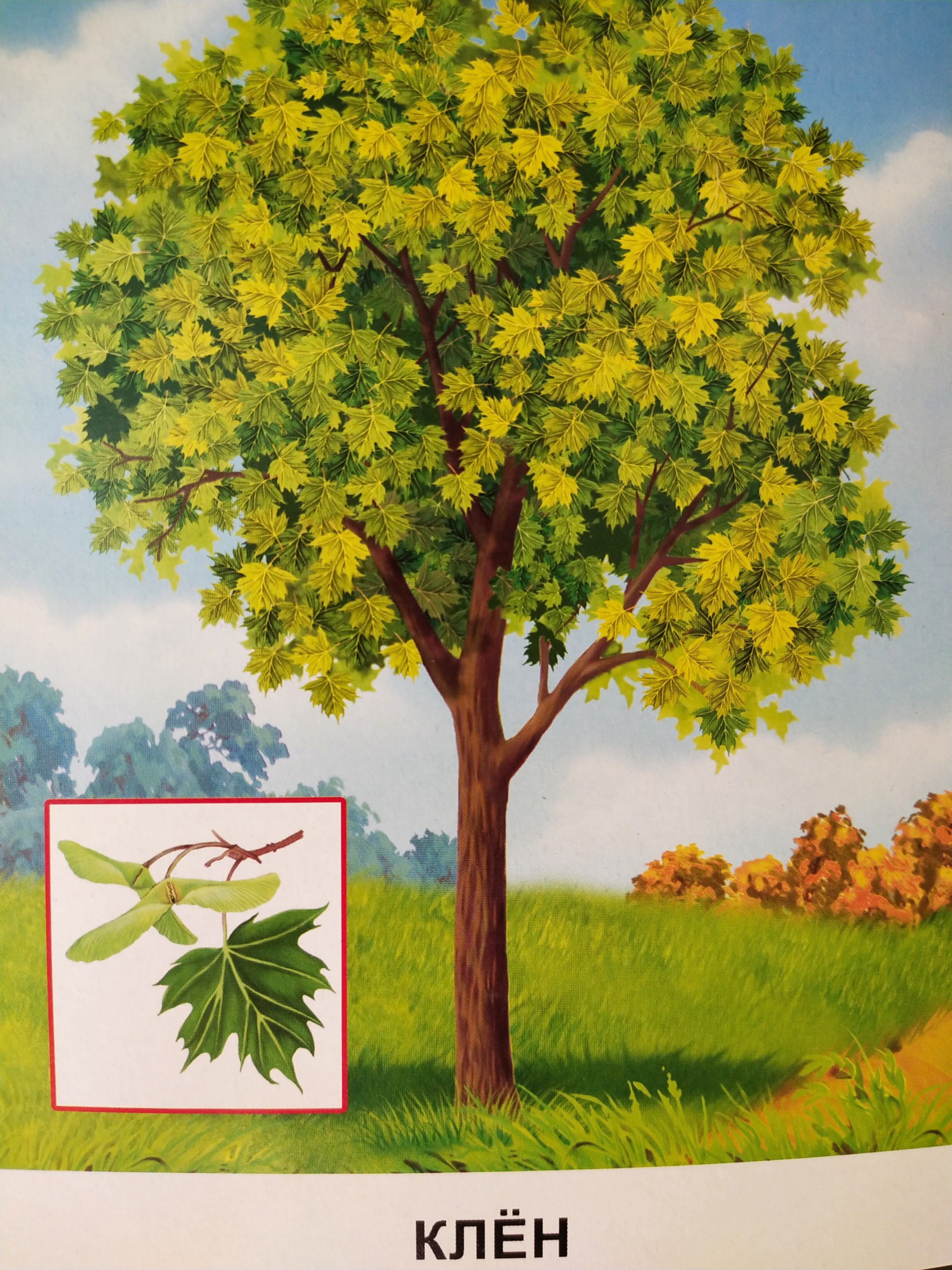 лиственные деревья картинки