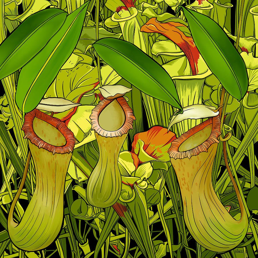 Иллюстрации хищных растений