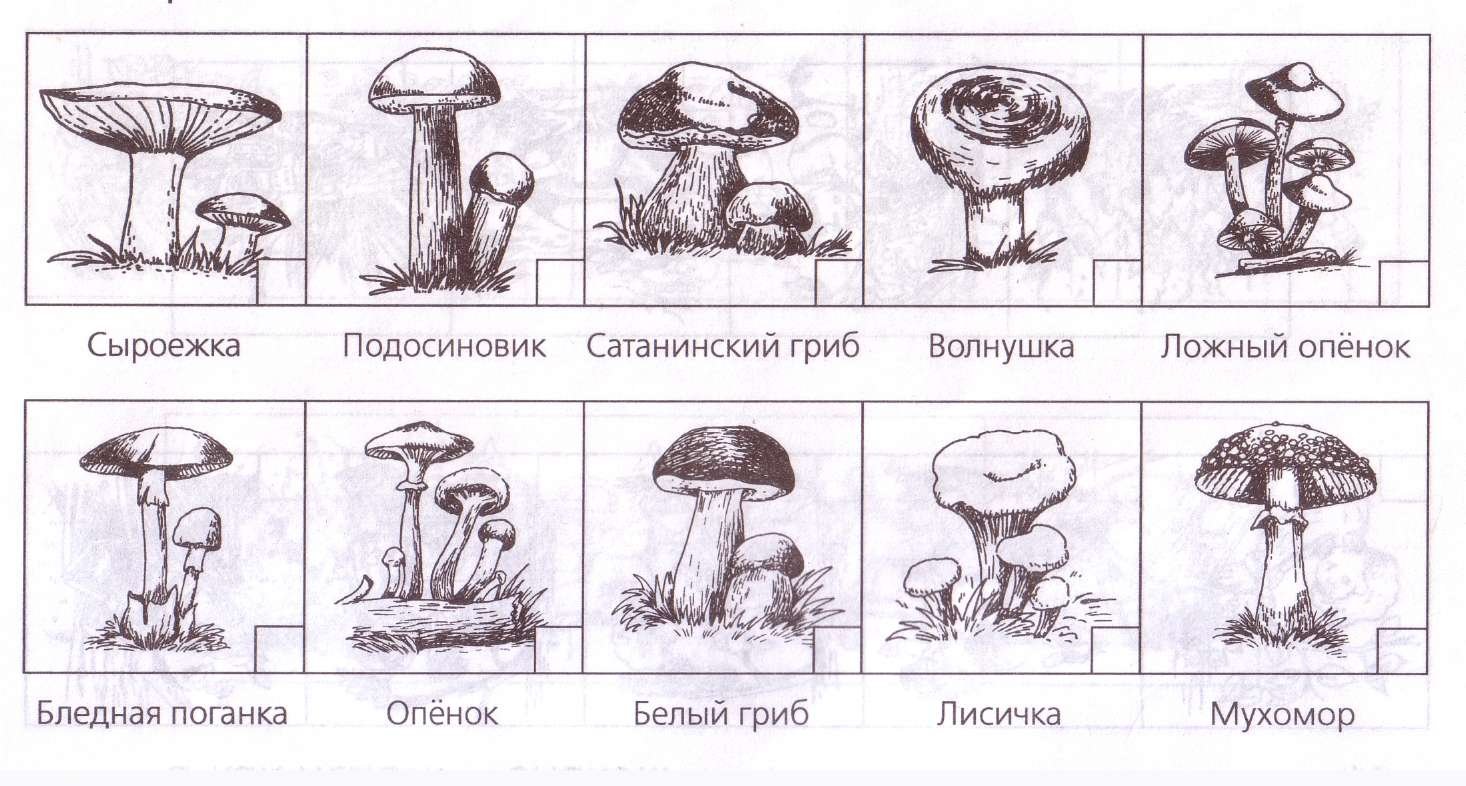 Нарисовать грибы 3 съедобных и несъедобных грибов