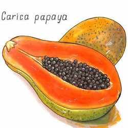 Рисунок Papaya
