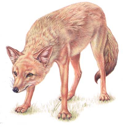 Шакал раскраска для детей