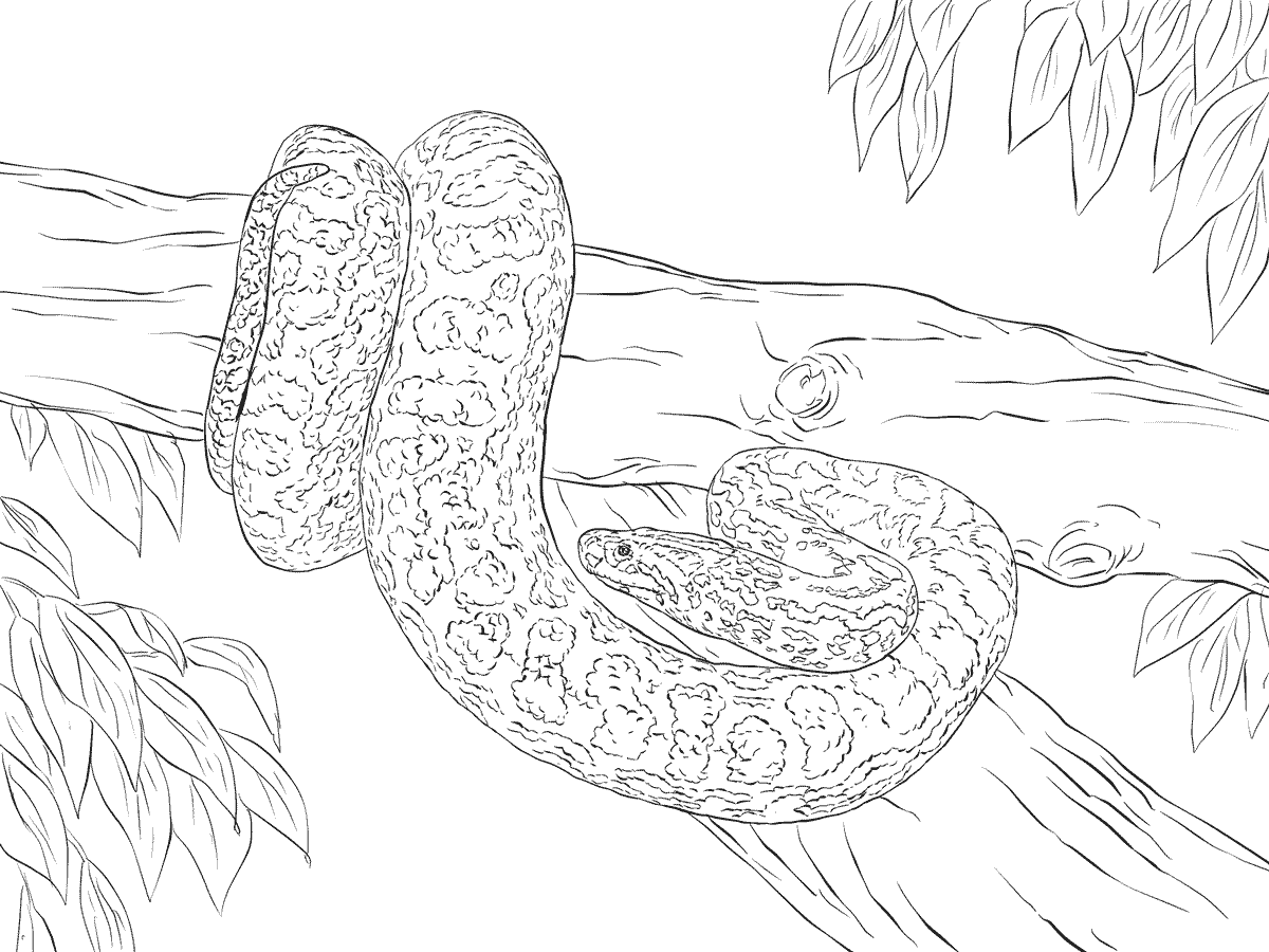 Раскраска змея Анаконда
