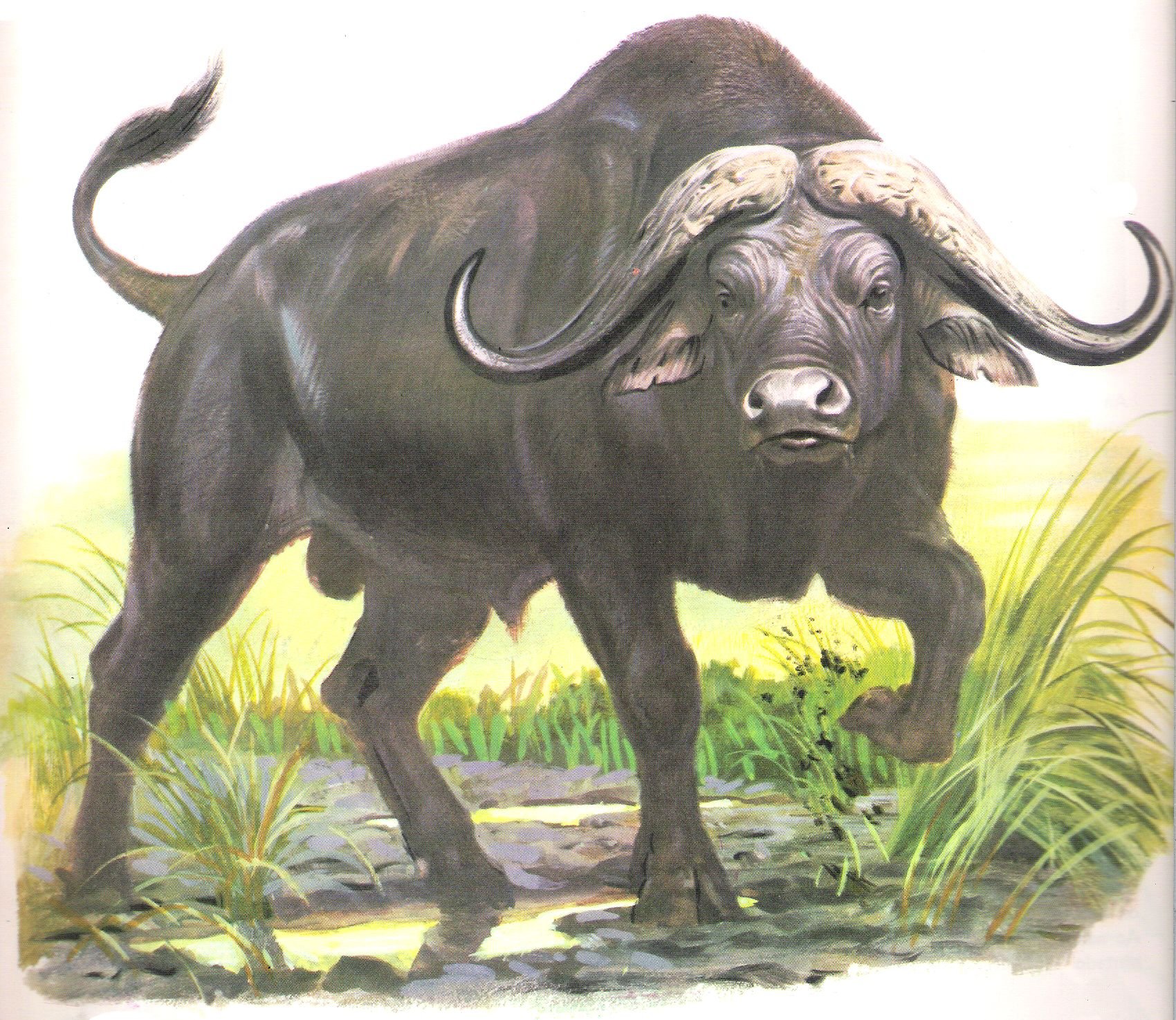 Картинная Лев буйвол