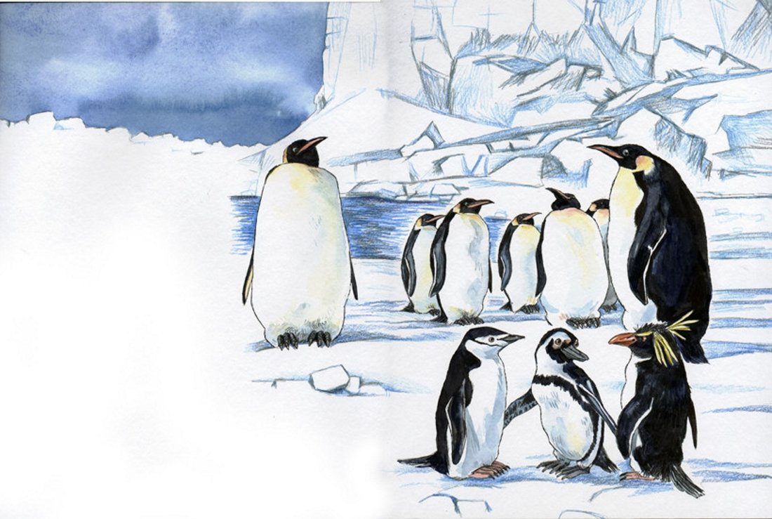 Про пингвинов снегирев занятие в старшей группе. Рисование пингвины в Антарктиде. Антарктида для детей. Пингвины в Антарктиде. Антарктический Пингвин.