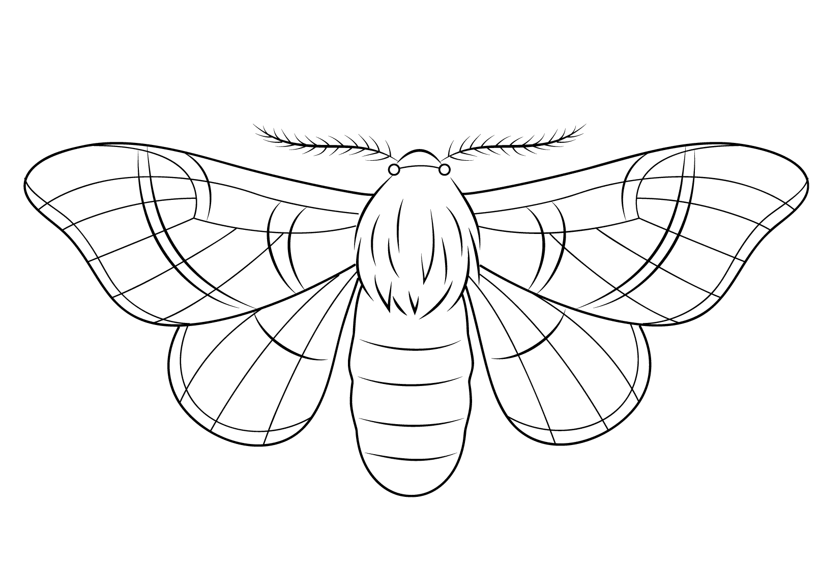Тутовый шелкопряд бабочка рисунок